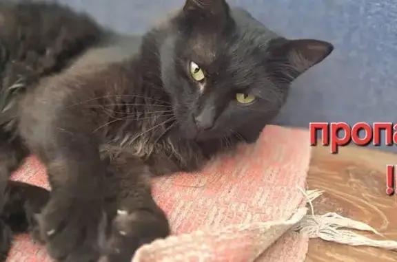Пропала кошка, Новая ул., Орёл