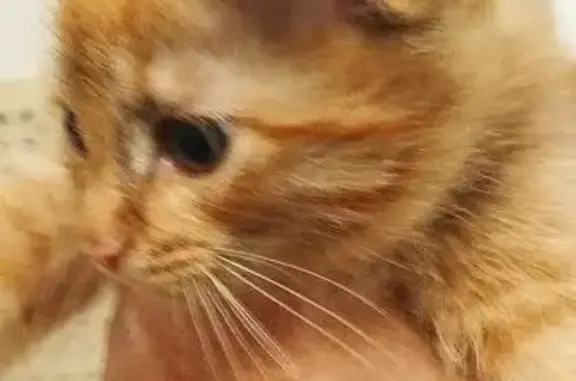 Найденные животные Магнитогорск, фото: Кошка найдена, ул. Марджани, 1, Магнитогорск