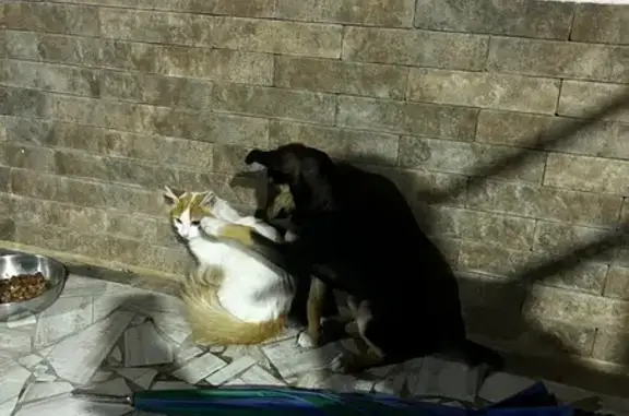 Пропала кошка, Удачная ул., Супсех