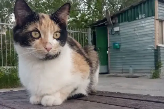 Пропала кошка на Ошарской, 77А, Н. Новгород