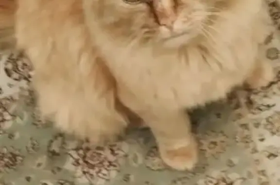 Найденные животные Магнитогорск, фото: Кошка и котёнок ждут хозяев, Вознесенская 7