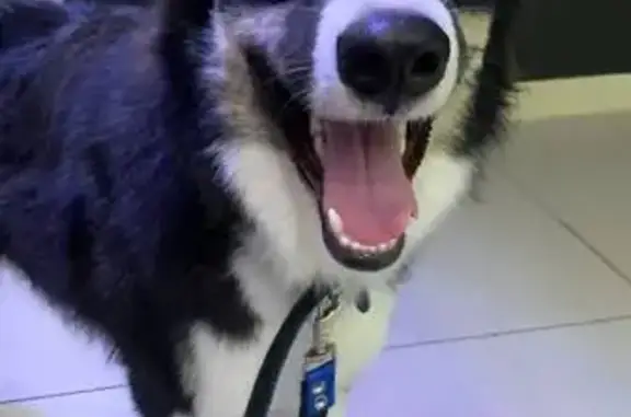 Собаки потеряшки, Самарская область, фото: Потеряшка собака, Чапаевск, Самарская обл.