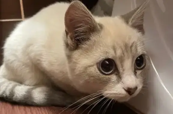 Найденные животные Курган, фото: Кошка найдена на Курганской улице, Курган