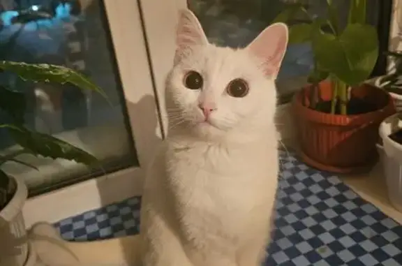 Пропала белая кошка, Симферопольская 19