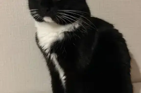 Пропала черная кошка, ул. Декабристов 85