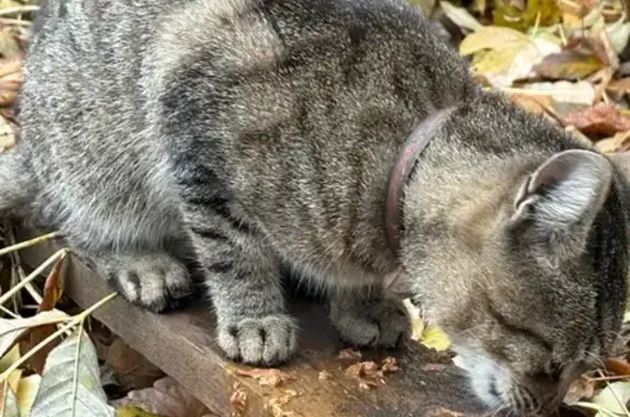 Кошка найдена, Аэродромная, 1, НН