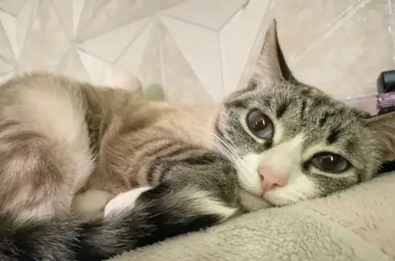 Кошки потеряшки, Томск, фото: Потеряшка кошка, ул. Ивана Черных 83, Томск