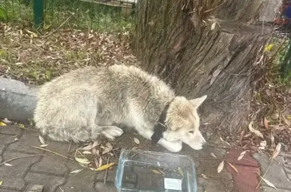 Хаски найдена: ул. Гагарина, 239 к1, Калининград
