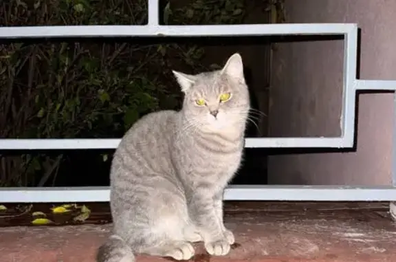 Кошка найдена: 1-й Онежский пр., 8, Пенза