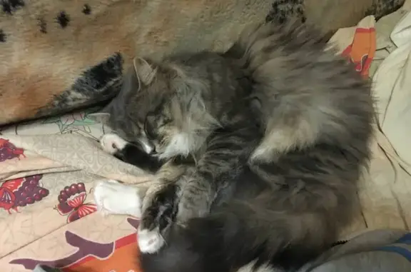 Пропала кошка на Молодёжной улице, Тула