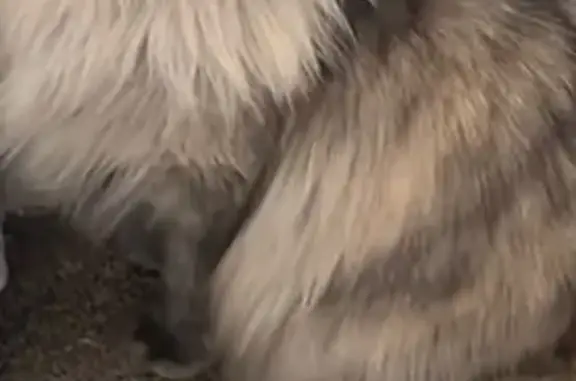 Кошки потеряшки, Мурманская область, фото: Потеряшка кошка, Гаджиево, Мурманск