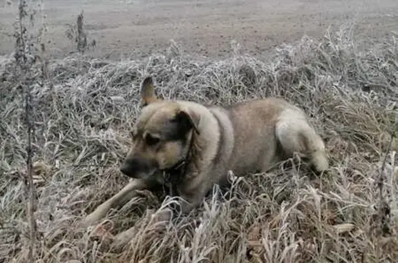 Найдена собака, Новосибирск, фото: Собака найдена: Первомайская 57, НСК