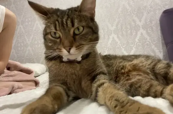 Найдена кошка, Березники, фото: Кошка найдена: ул. Карла Маркса, Березники