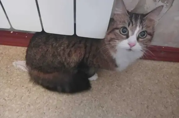 Найдена кошка, Москва, фото: Кошка найдена: Отрадная ул., 7, Москва