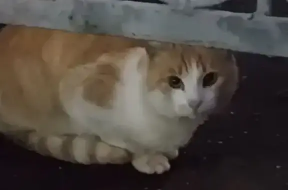 Кошка найдена на Чкалова, 3А, Нижний Новгород