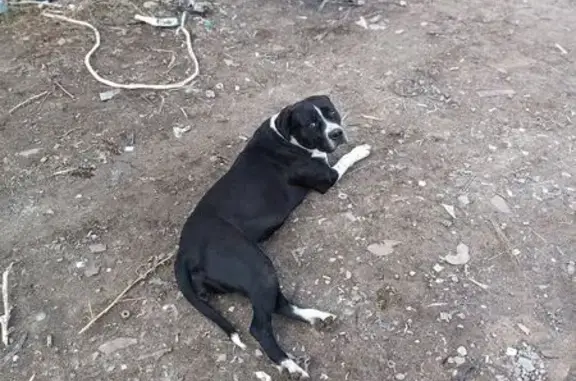 Пропала собака, Строитель, Тамбовская обл.