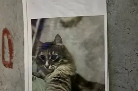 Пропала трёхцветная кошка, Уфа, Башкортостан