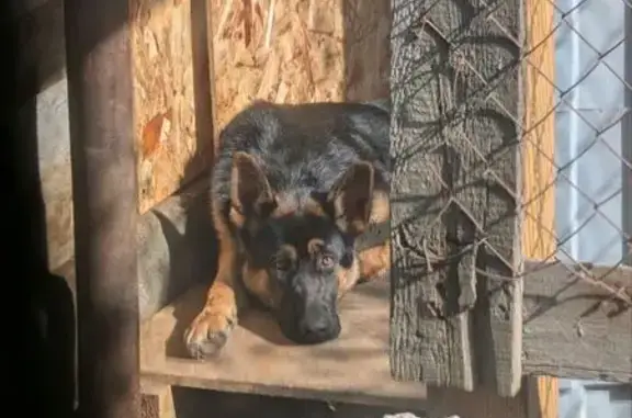 Собаки потеряшки, Челябинск, фото: Потеряшка овчарка, ул. Ломоносова, 31