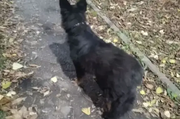 Найдена собака, Тула, фото: Найдена собака на Галкина, 9, Тула