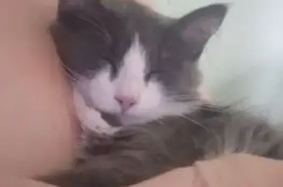 Кошки потеряшки, Катайск, фото: Потеряшка кошка, ул. 30 лет Победы, 11