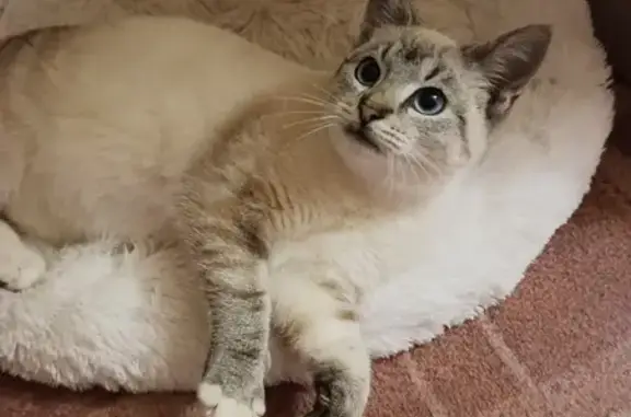 Пропала кошка, ул. Льва Толстого, 31