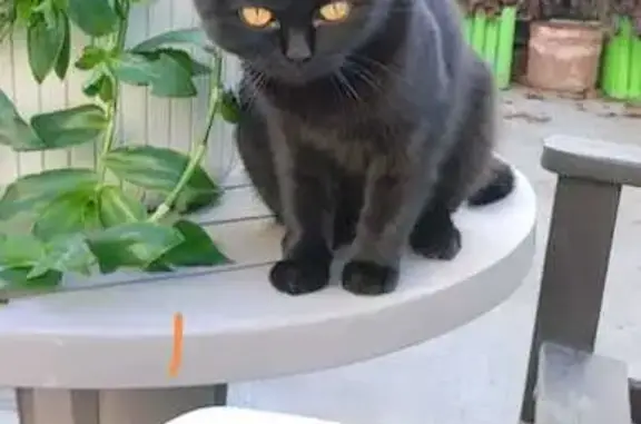 Найденные животные Таганрог, фото: Найдена кошка, 3-я Аллея, Таганрог