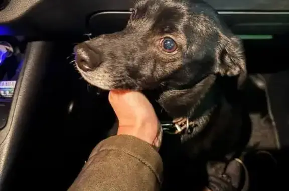 Найдена собака, Волгоград, фото: Собака найдена: ул. Мясникова, 41, Волгоград