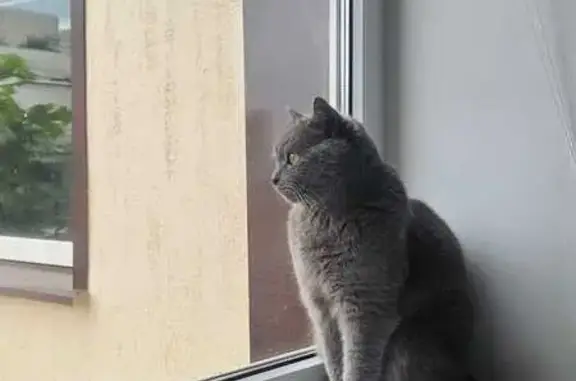 Кошки потеряшки, Камышин, фото: Потеряшка кошка на ул. Циолковского, Камышин