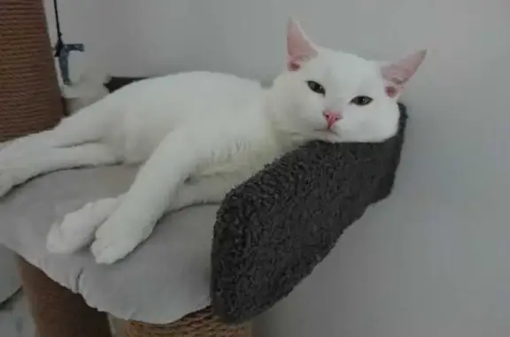 Пропала кошка, Кварцевый проезд, 23