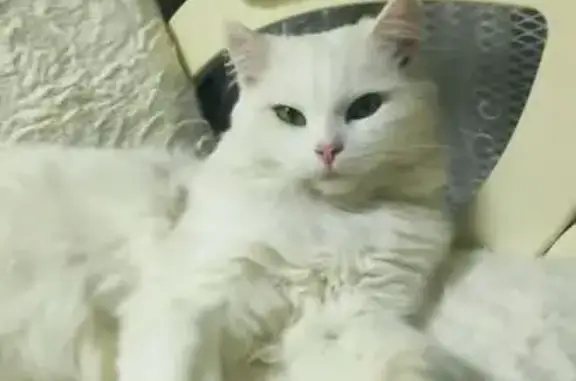 Кошки потеряшки, , фото: Потеряшка кошка, Набережная ул., 34