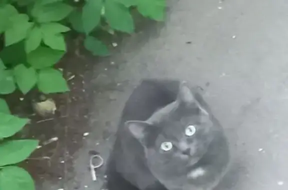 Котик ищет дом, Орджоникидзе 46 к3