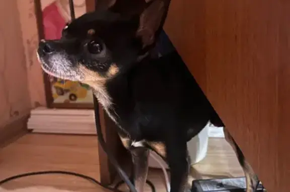 Найдена собака, Пермь, фото: Найдена собака, Солдатова 29/3, Пермь