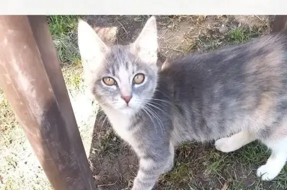 Пропала кошка, Жуковский, МО