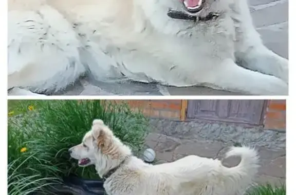 Собаки потеряшки, Новошахтинск, фото: Потеряшка собака, Заводская ул., Новошахтинск