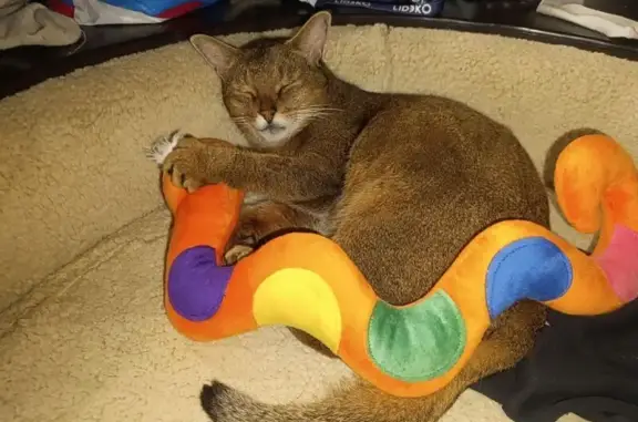 Кошки потеряшки, Саратовская область, фото: Потеряшка кошка, Саратов, 7 Дачная