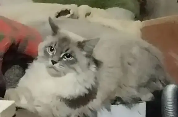 Пропала кошка, Тверская ул. 7, Казань