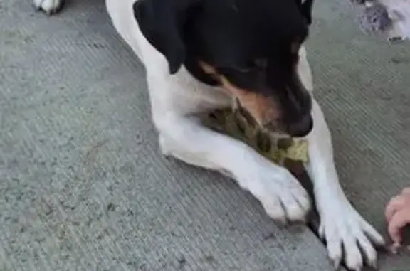 Собаки потеряшки, Майкоп, фото: Потеряшка собака, ул. Лумумбы, 28, Майкоп