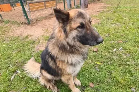 Найдена собака, Вологда, фото: Собака найдена в Ковыринском парке, Вологда