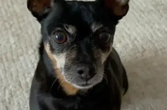 Пропала собака, Арай 17, Астана