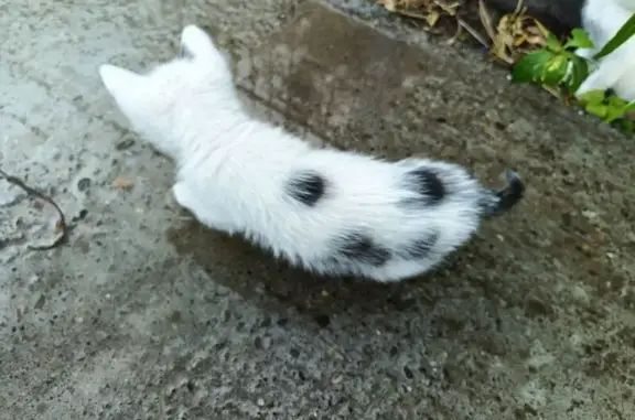 Пропала кошка, Ошарская 77А, Н. Новгород