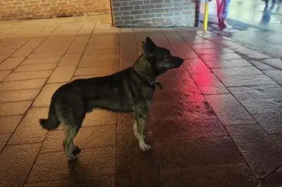 Найдена собака, Нижний Новгород, фото: Собака найдена у Кремля, Нижний Новгород