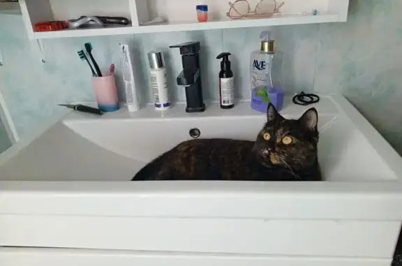 Кошки потеряшки, Пенза, фото: Потеряшка кошка, пр. Строителей, 66, Пенза