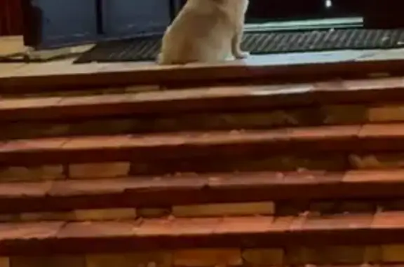 Найдена собака, Саранск, фото: Найдена собака у секонд-хенда, Терешковой, 7