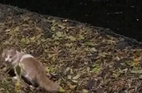 Найдена кошка, , фото: Кошка у пруда: Фитарёвская ул., 11