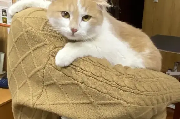 Пропала кошка, Носовихинское ш. 39, Балашиха