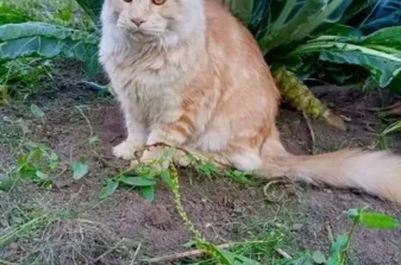 Пропала кошка, ул. Островского, 4А, Воткинск