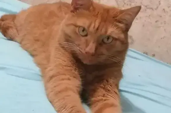 Кошки потеряшки, Ульяновск, фото: Потеряшка рыжий кот, Октябрьская ул., Ульяновск