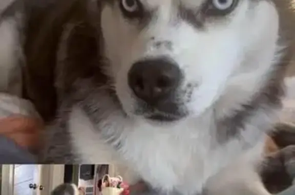 Пропала собака Бела, Кедровая ул., Нск