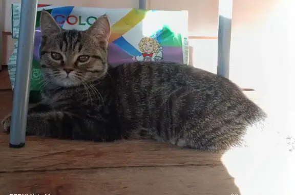 Кошки потеряшки, Йошкар-Ола, фото: Потеряшка кошка на бульваре Ураева, 11