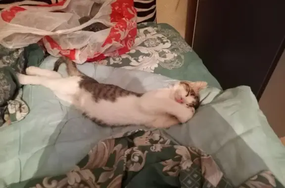 Кошки потеряшки, Оренбург, фото: Потеряшка кошка, пр. Дзержинского 36, Оренбург